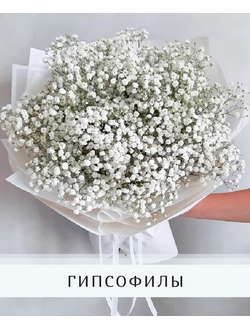 Гипсофила
