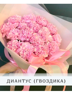 Диантус (Гвоздика)